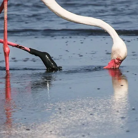 Hotel Aer Bj Vittoria Cagliari