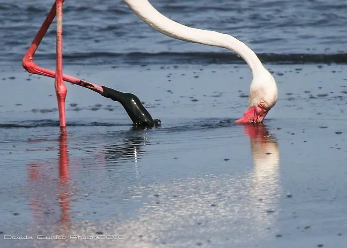 Aer Bj Vittoria Cagliari